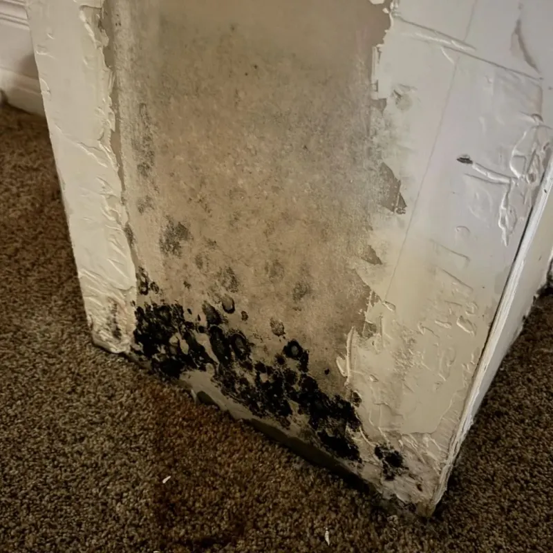 Professional Mold Removal in Jamul, CA